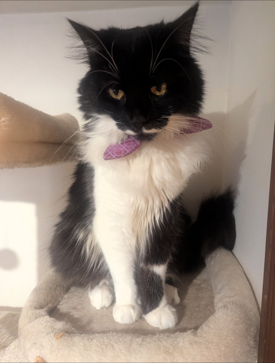 Leo on his cat tree wearing his collar
