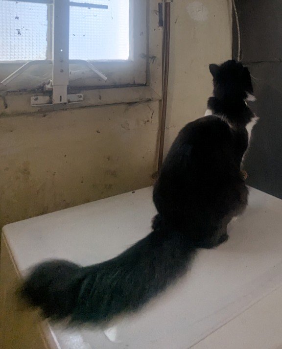 Leo looking out the window