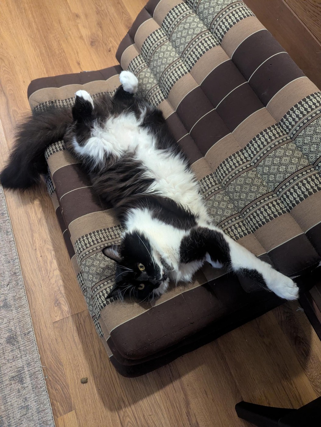 Leo stretched out on the couch