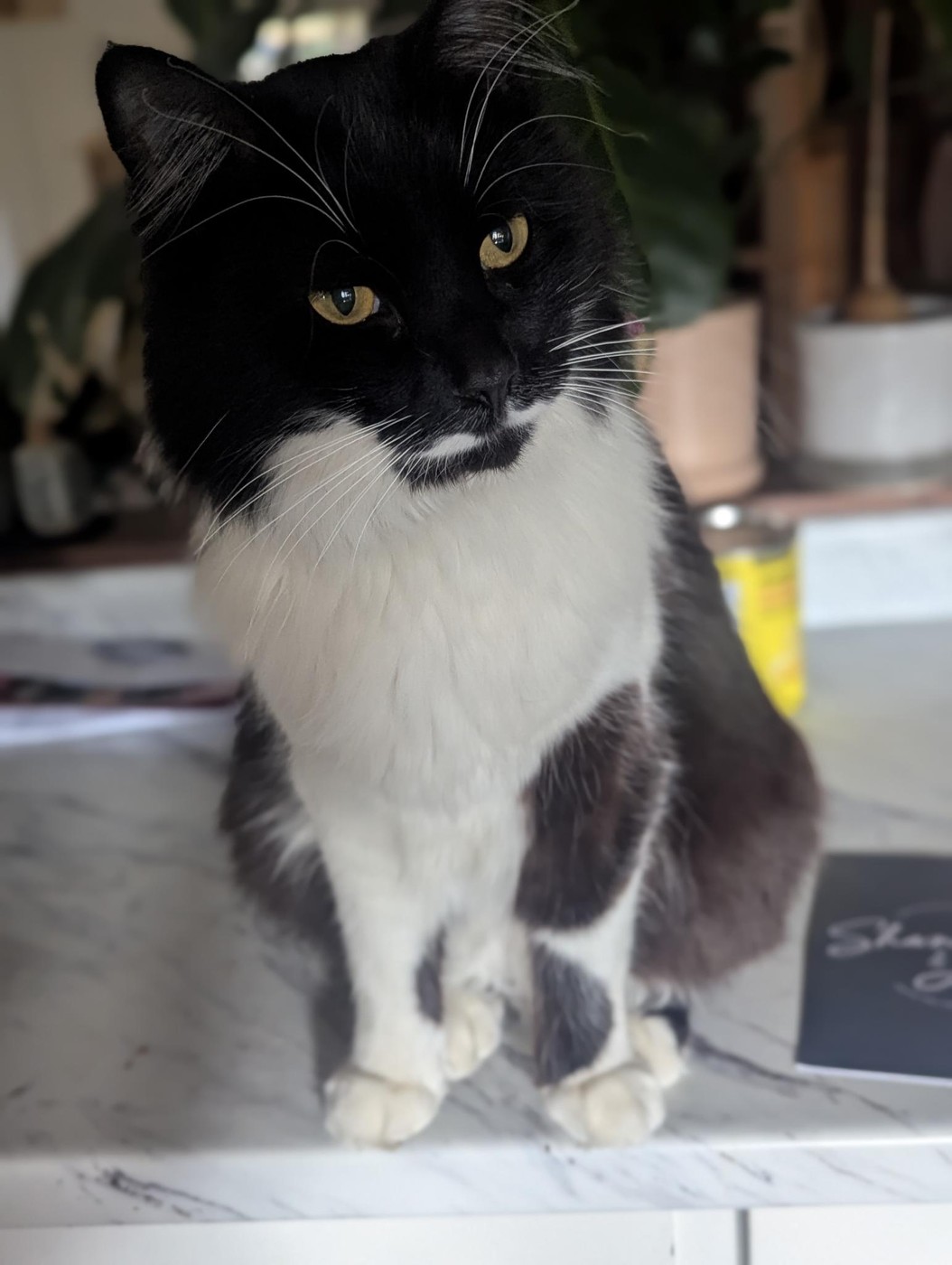 Leo — missing black and white tuxedo cat with amber eyes