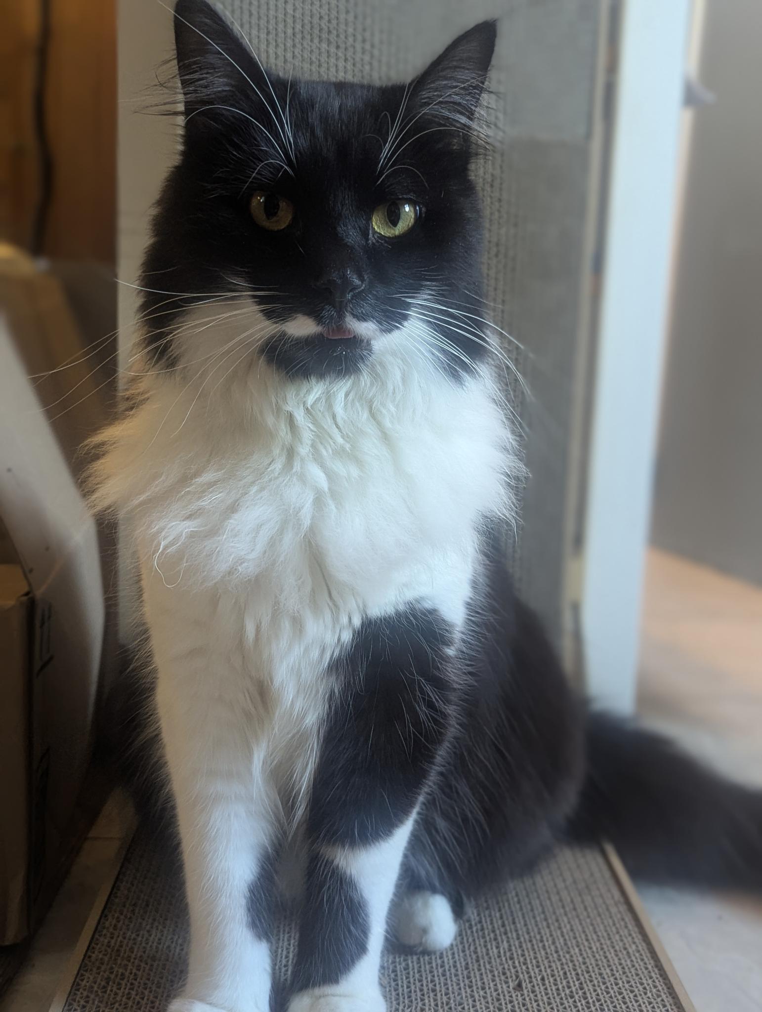 Leo sitting tall and proud, tongue peeking out