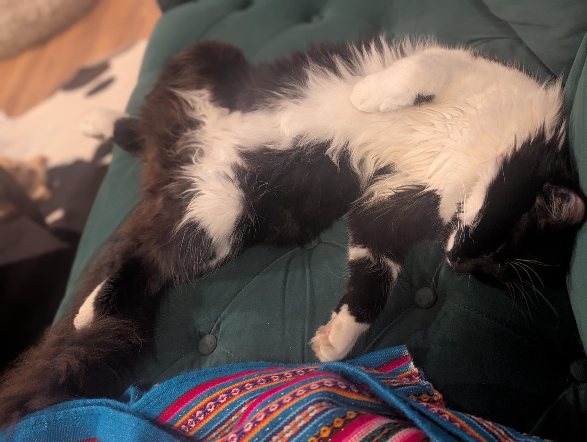 Leo sprawled out fast asleep, belly up on a green couch