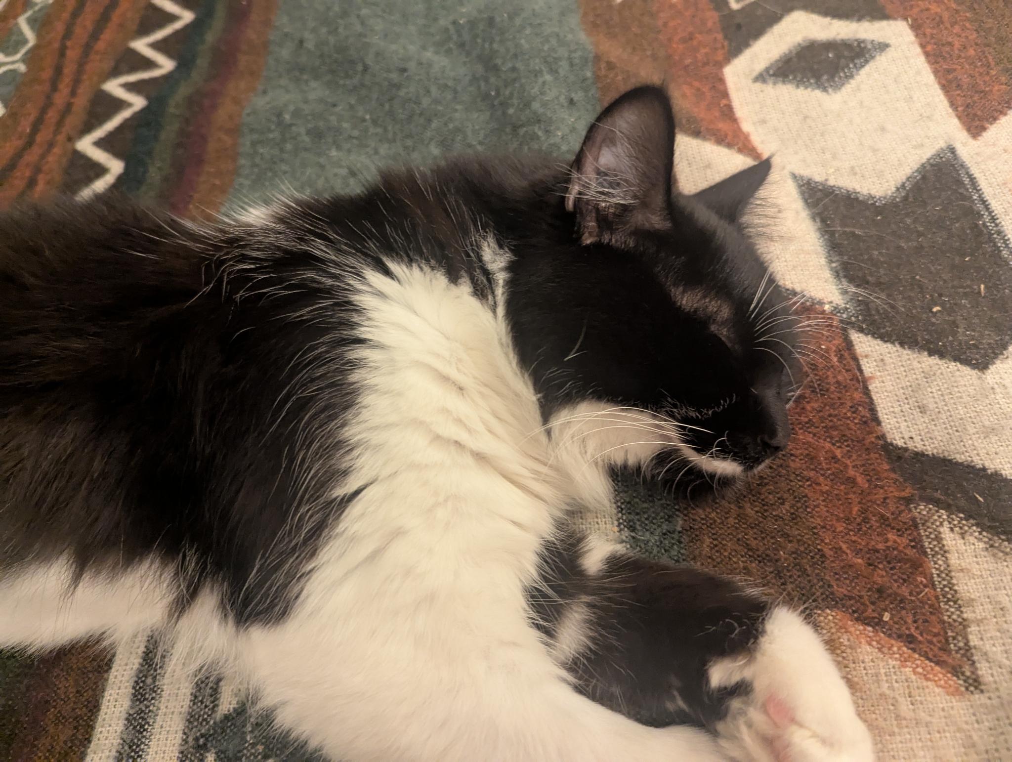 Leo curled up for a cozy nap on a patterned rug